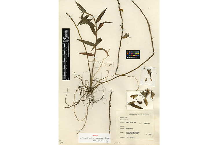 This blue epiphytic orchid was collected at the summit of the extinct volcano Mount Nok, on the jungle-covered Indonesian island of Waigeo
