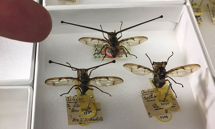 Three stalk-eyed flies pinned in a box - a finger is pointing at one with eye stalks that are about twice as long as its body