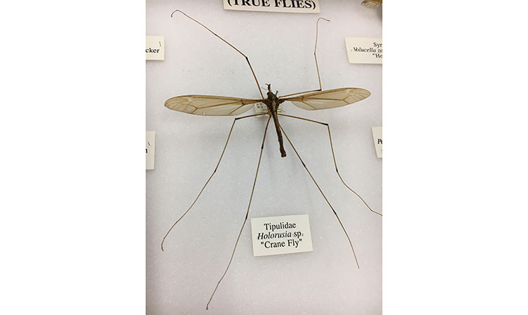A pinned specimen of a cranefly that has legs about four times as long as its body, below it a label says Tipulidae Holorusia sp. "Crane Fly"