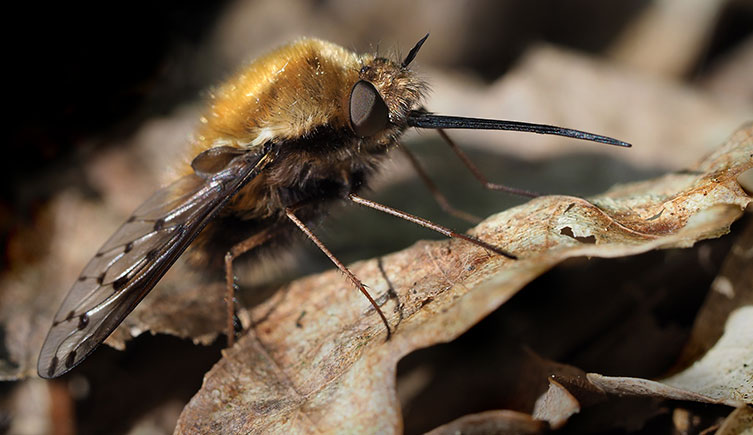 Dotted bee-fly on a leaf