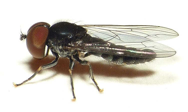 Close up of a dark-coloured fly with huge brownish-red eyes that are essentially all you see of the fly's head because they're so big