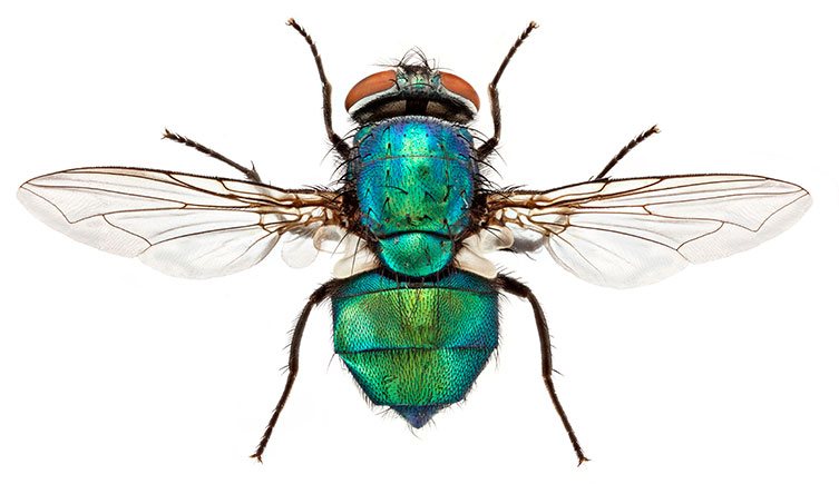 Macrophotograph of a greenbottle specimen