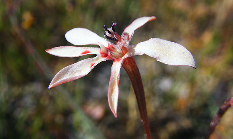 Close-up of the long-tubed iris flower head 