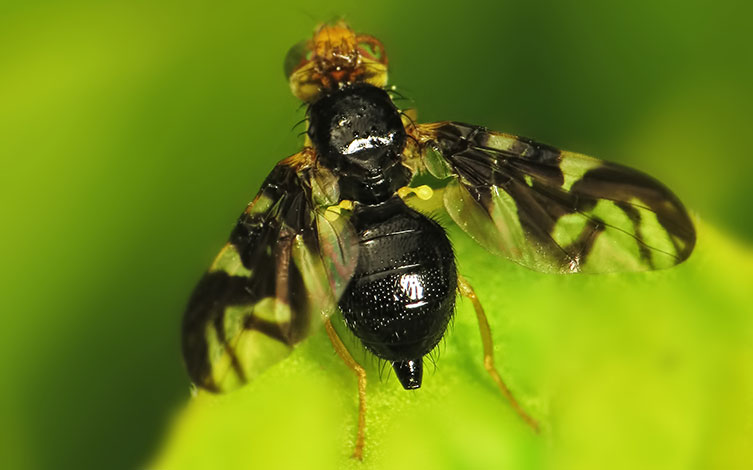 Celery fly with its patterned wings spread out
