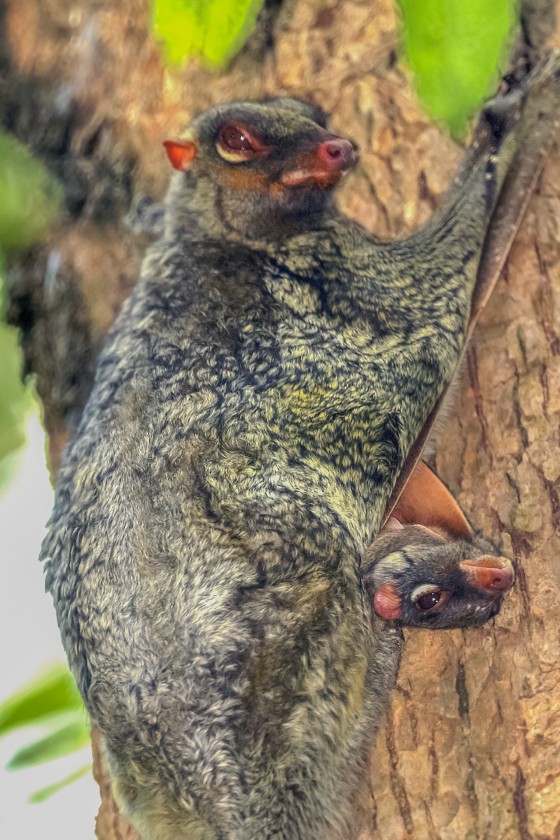 A colugo in a tree