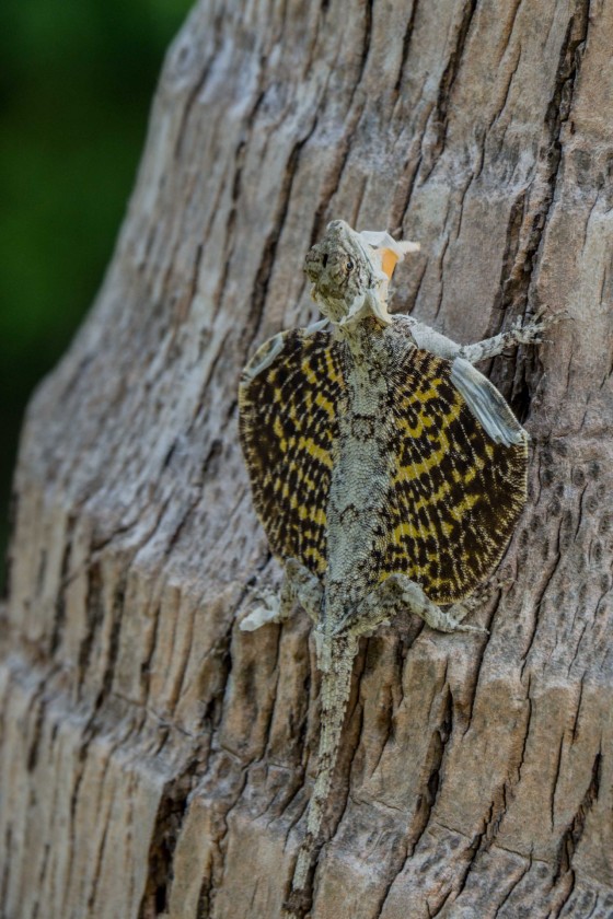 Draco lizard on tree, wings exposed