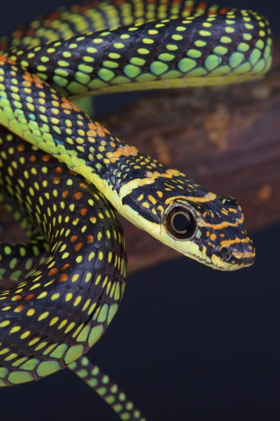 Paradise tree snake