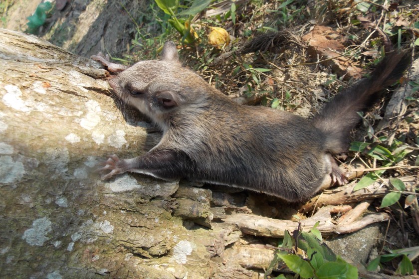 Flying squirrel clings to tree