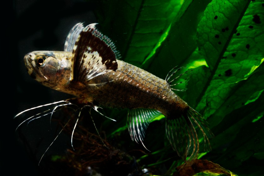 Butterfly fish in water