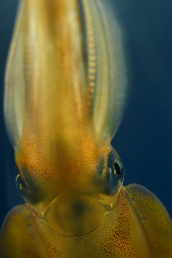 Japanese flying squid in water