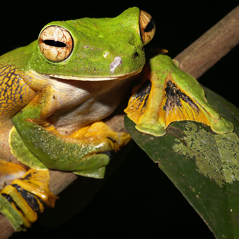 A bright green frog with the yellow webbing between its toes showing 