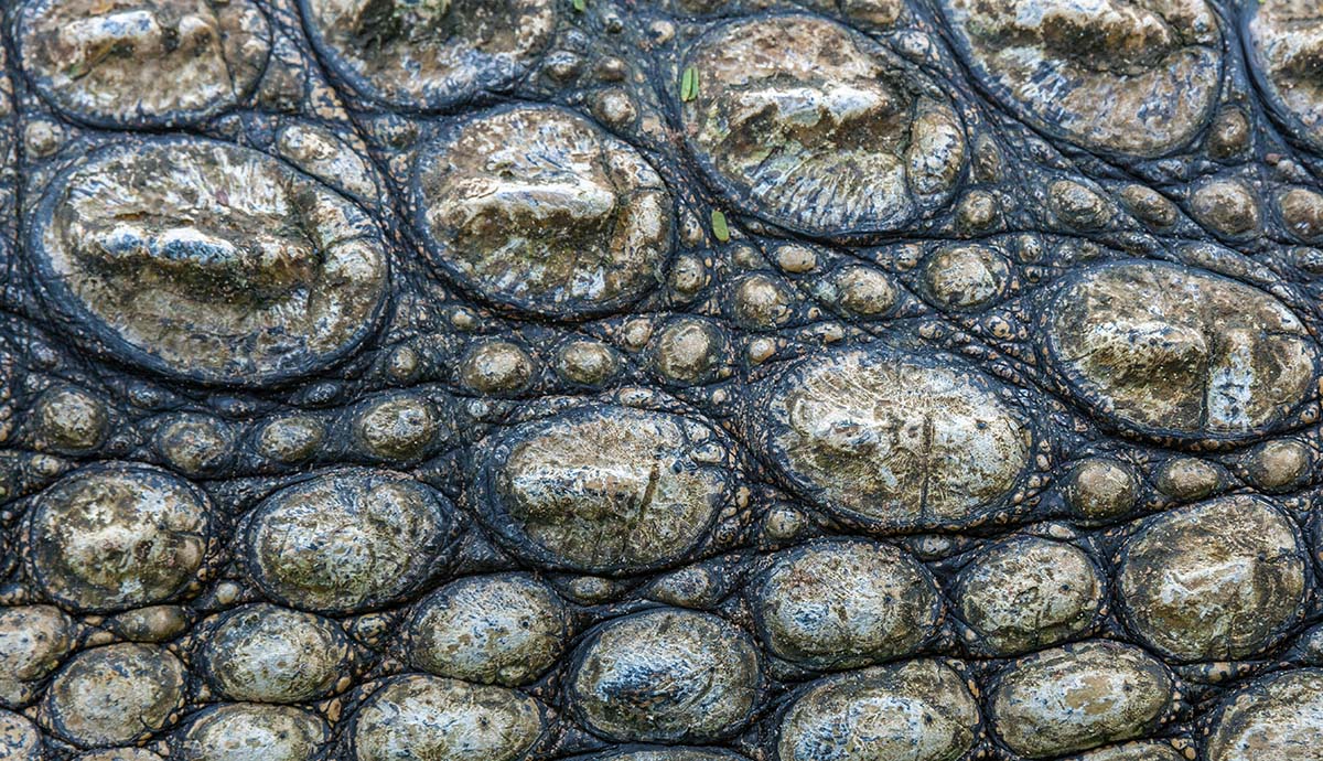 A close-up on a patch of crocodile skin.