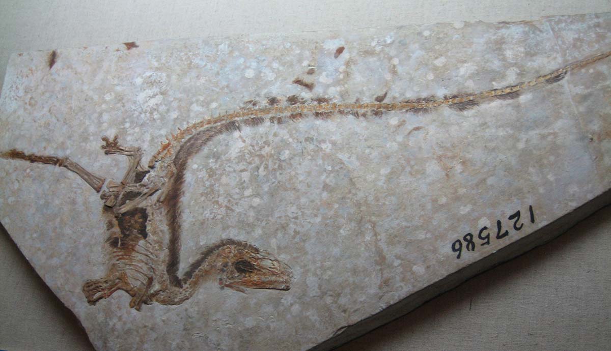 A fossil of the dinosaur Sinosauropteryx surrounded by preserved feathers in a slab of rock.