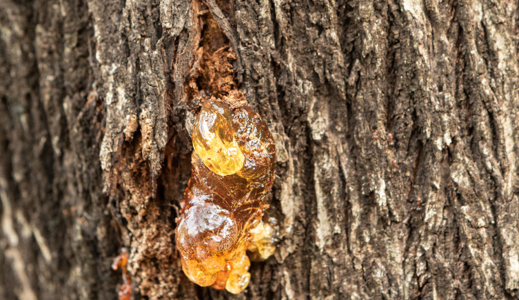 A photograph of tree resin congealing on the bark of a tree.