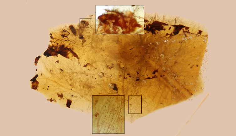 A fragment of amber, with inset images showing a beetle moult and the pigmentation pattern of a dinosaur feather.