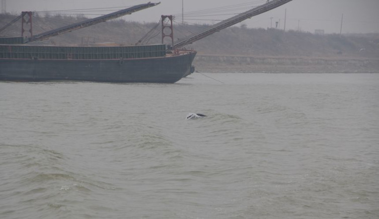 A porpoise back is seen in water near a sand mining vessel