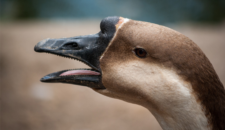 A close-up image of a swan goose with its mouth open, revealing ridges on its beak
