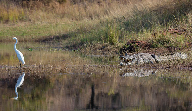 A great egret stands in a shallow lake. A crocodile rests nearby on land. 