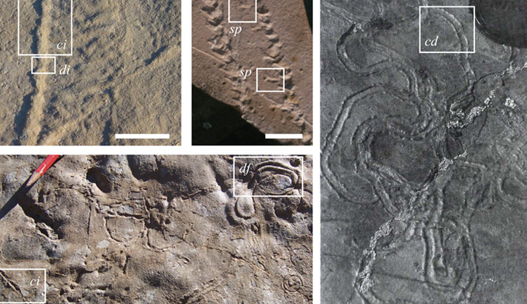 Five photographs showing fossilied trails where these ancient molluscs would have moved