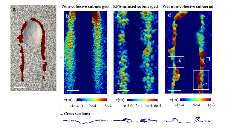 Computer simulations which show how different the pattens in sediment are when molluscs are moving on land and in the water