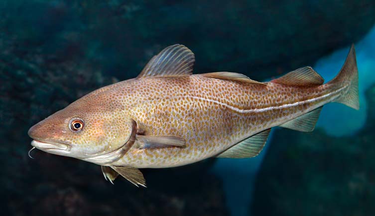 A photo of an Atlantic cod.