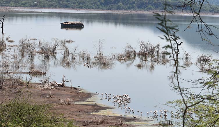 A flock of flamingos surrounds the shores of a lake containing a partially submerged building.