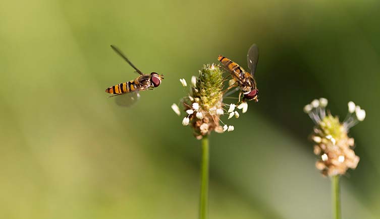 A yellow and black hoverfly hovers near a plant with white flowers, as another sits on top of it.