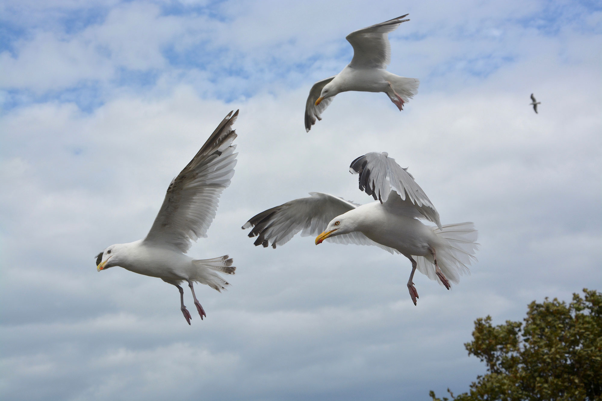 Three flying seagulls