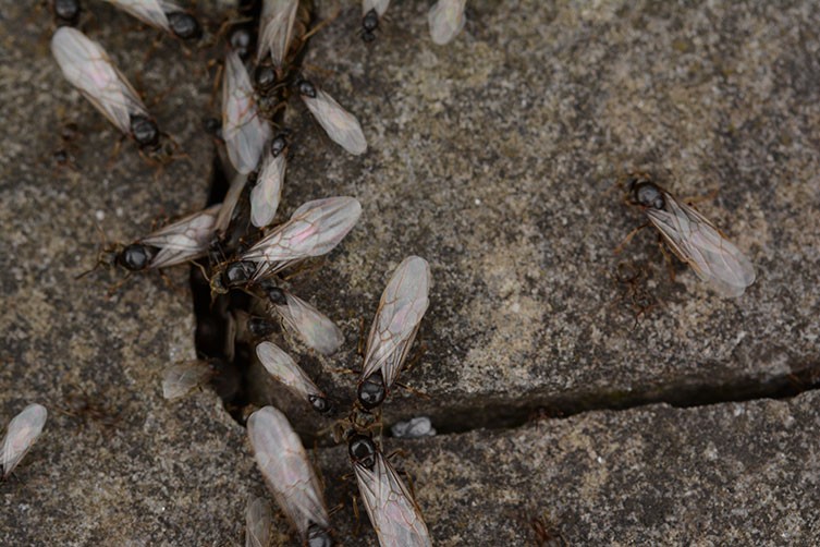 The Complete Guide to the Flying Ant: An Insect Phenomenon Explained