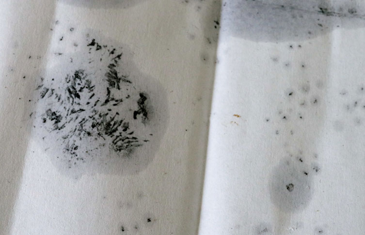 An inky domestic cat paw print and possible hedgehog tracks