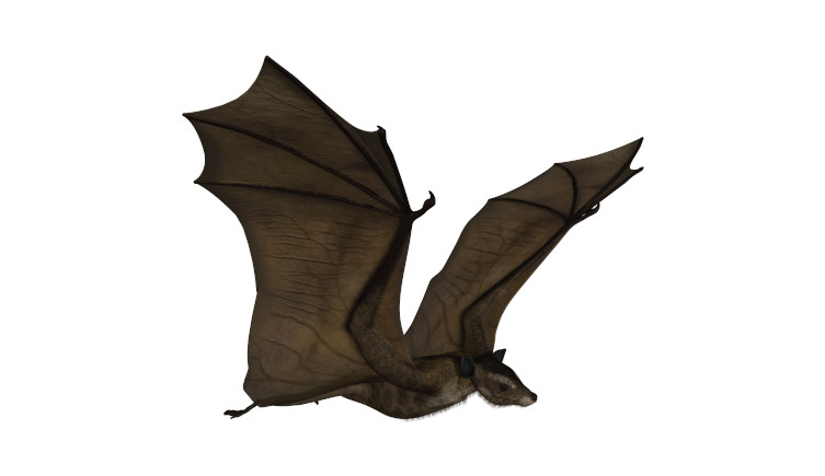 An artist's impression of an Icaronycteris bat.