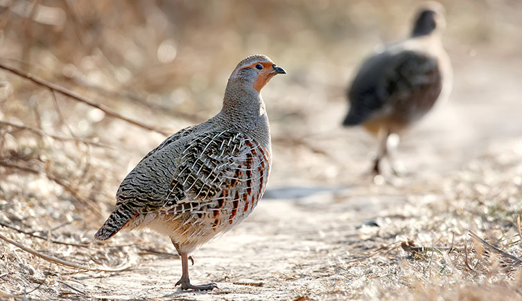 A grey partridge standing in a clearing of dry grass. 