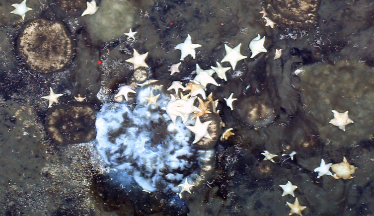 Starfish among spones in Langseth Ridge