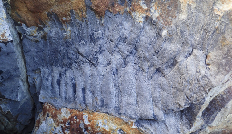 The Arthropleura fossil in the rock is was found in