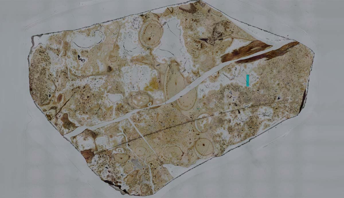 The slice of rock from the Windyfield Chert used in the study, showing sections of preserved plants and other organisms.