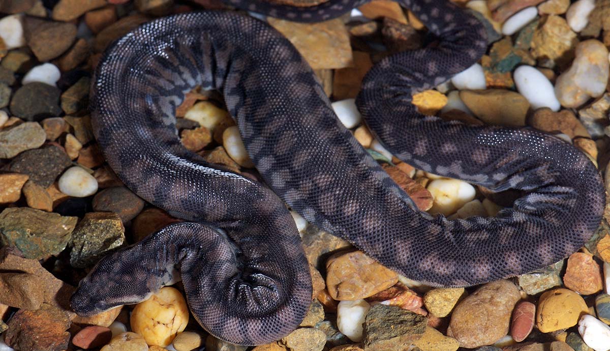 A photo of the Arafura file snake lying on a bed of stones. The snake is curled up, with wrinkled skin on the inner edge of the bends, and has a black and brown colour pattern.