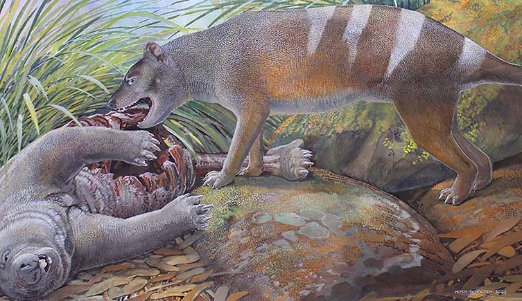 Artist’s reconstruction of Badjcinus timfaulkneri scavenging on the carcass of Silvabestius michaelbirti, a wombat-like marsupial also from the Hiatus Site at the Riversleigh World Heritage Area.