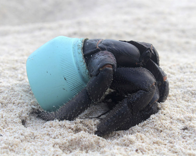 A crab has it's head trapped in a turquoise piece of plastic on the beach
