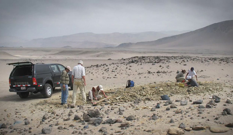 Palaeontologists searching for ancient whale fossils in Peru
