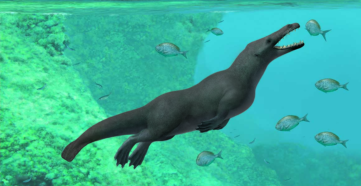 Reconstruction of the ancient whale with four legs