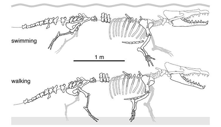 Reconstruction of whale skeleton showing its ability to both walk and swim