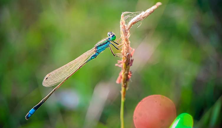 A bright blue damselfly sits on the stem of a plant.