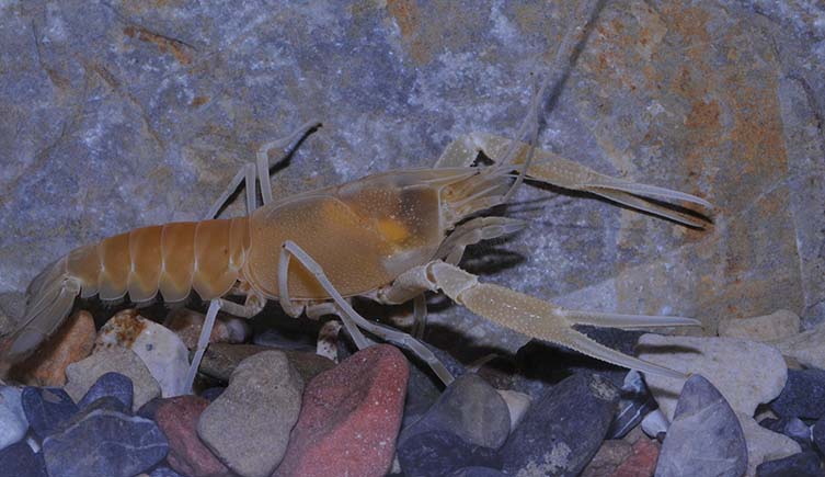 A browny orange crayfish sits among rocks underwater.