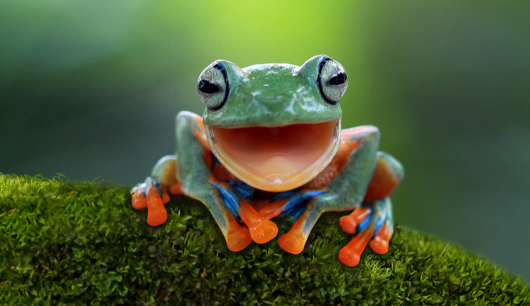 A tree frog on a branch with its mouth open