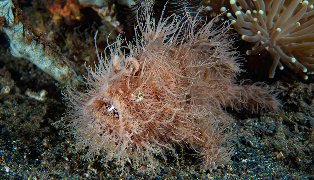 Hairy frogfish in water