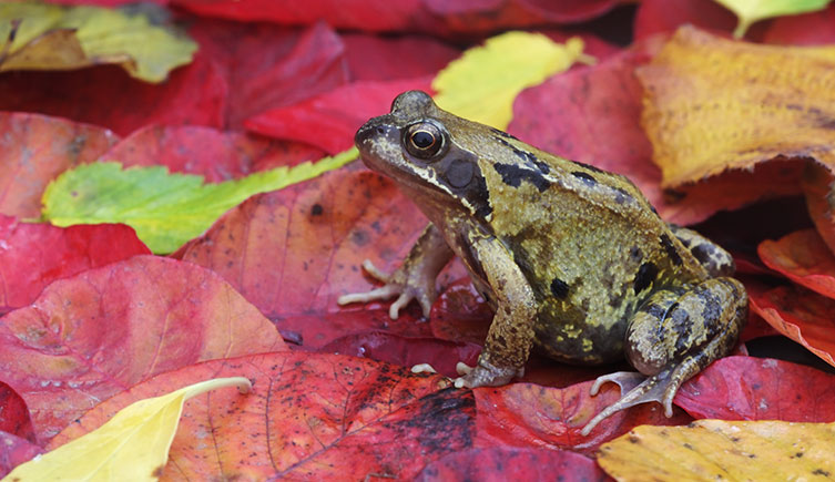 Small greenish-brown frog with dark markings sitting on bright red and yellow leaves