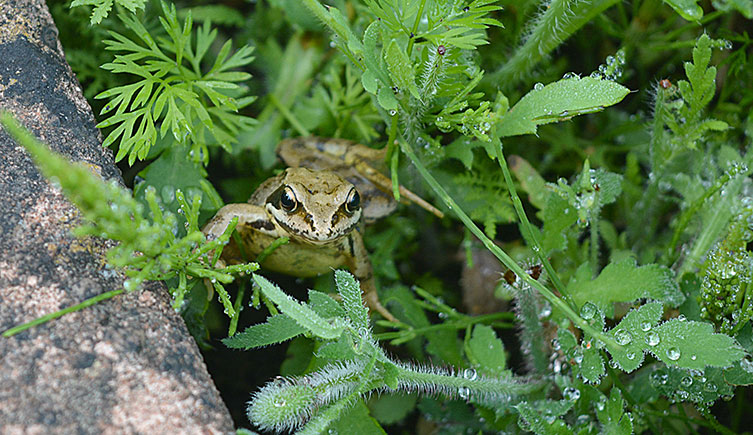 A common frog emerges from green vegetation
