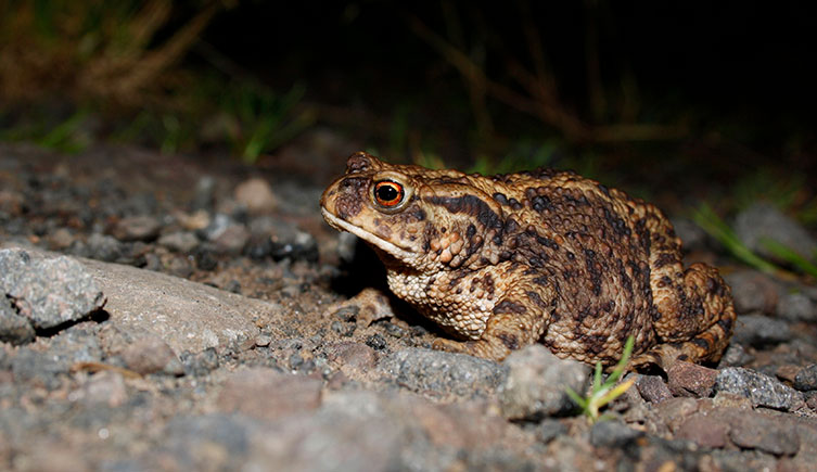 Common toad at night