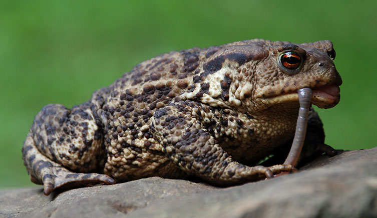 Common toad (Bufo bufo) eating a worm