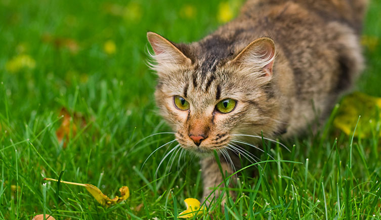 Domestic cat stalking something in a garden